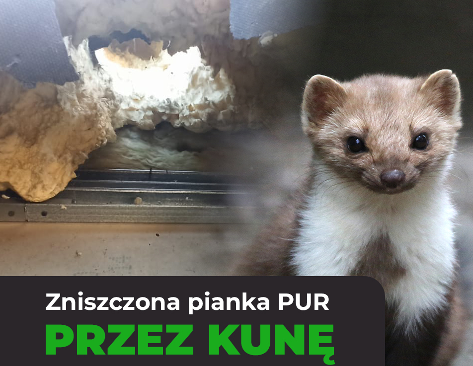 Kuna w piance poliuretanowej PUR uszkodziła izolacje cieplną